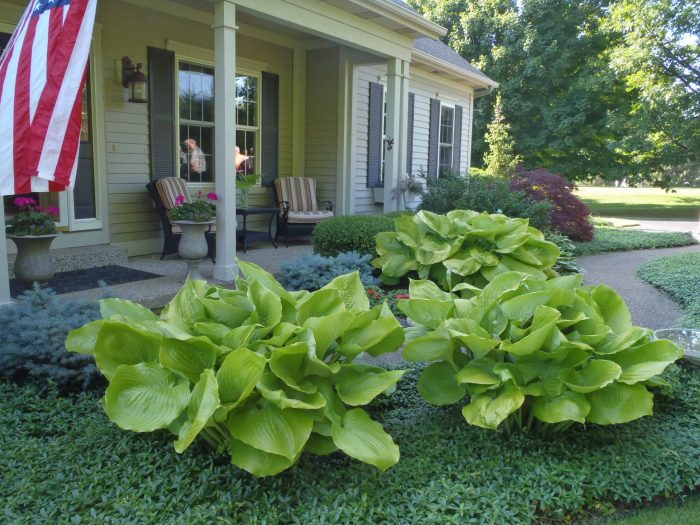 Hosta Availbility for 2018