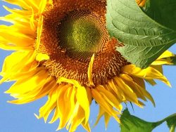 Sunflower2014